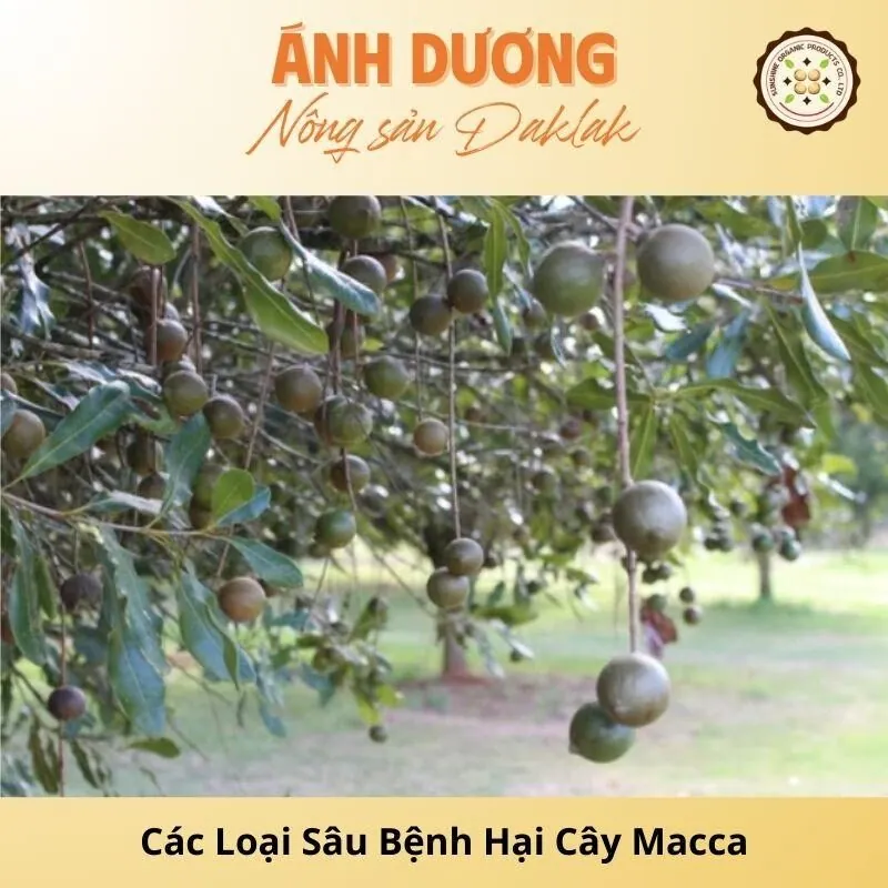 Các Loại Sâu Bệnh Hại Cây Macca & Cách Phòng Ngừa_67b9dd929f21d.jpeg