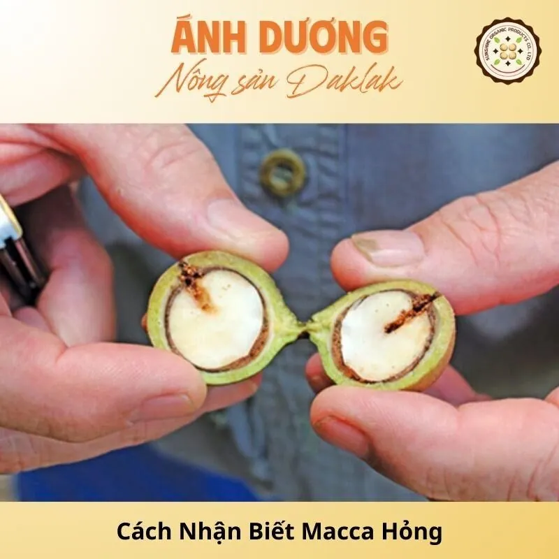 Cách Nhận Biết Macca Hỏng Chính Xác Nhất_67b9dd9d7ac72.jpeg