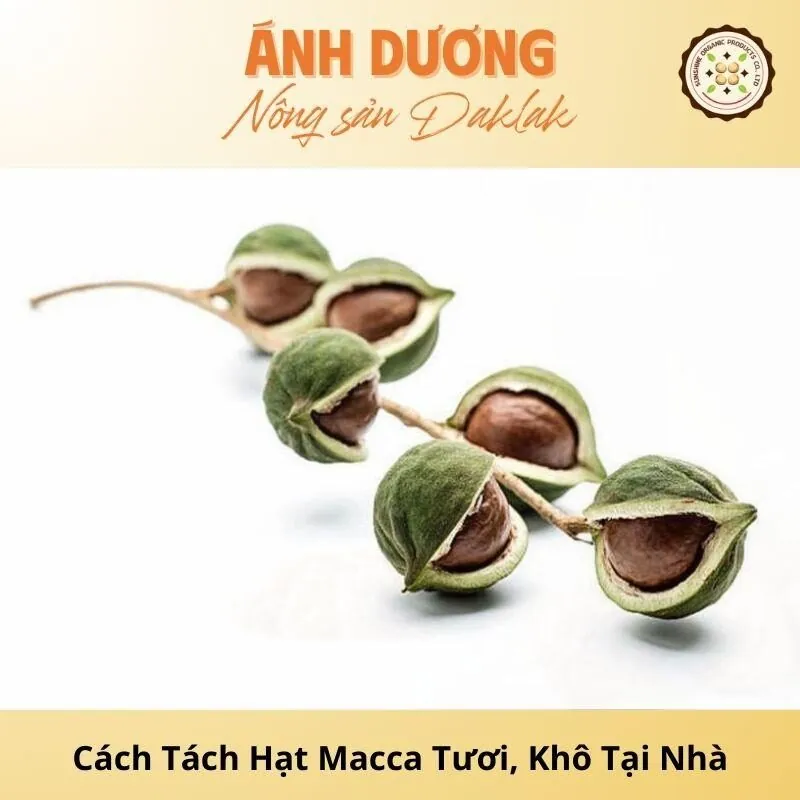 Cách Tách Hạt Macca Tươi, Khô Đơn Giản Tại Nhà_67b9dd873b787.jpeg