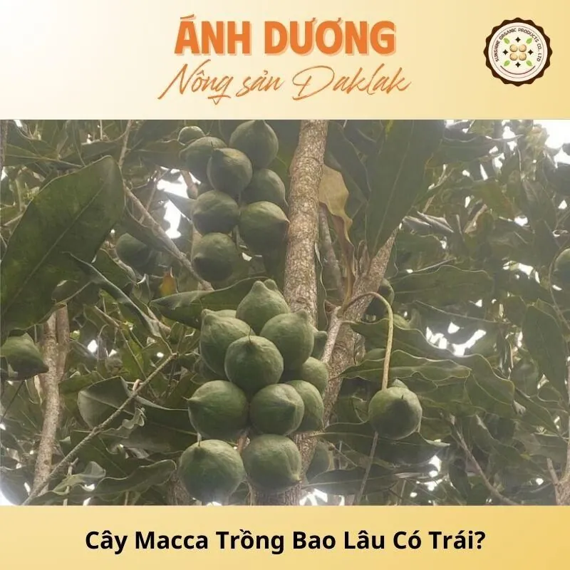 Cây Macca Trồng Bao Lâu Có Trái?_67b9dd7c3d8dc.jpeg