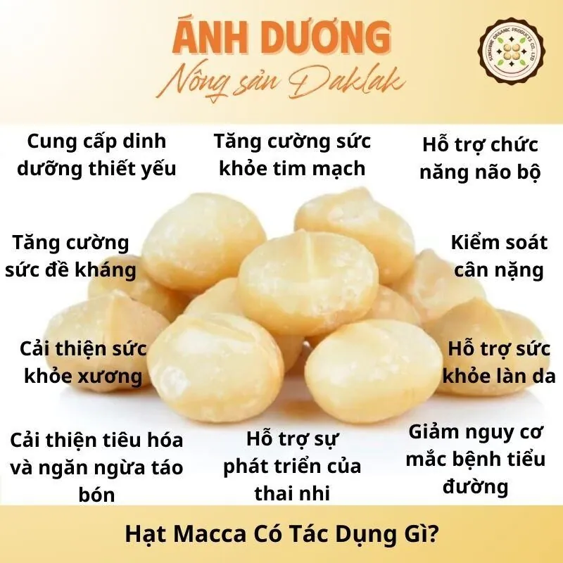 Hạt Macca Có Tác Dụng Gì? Công Dụng Của Hạt Macca_67b9ded68cc40.jpeg