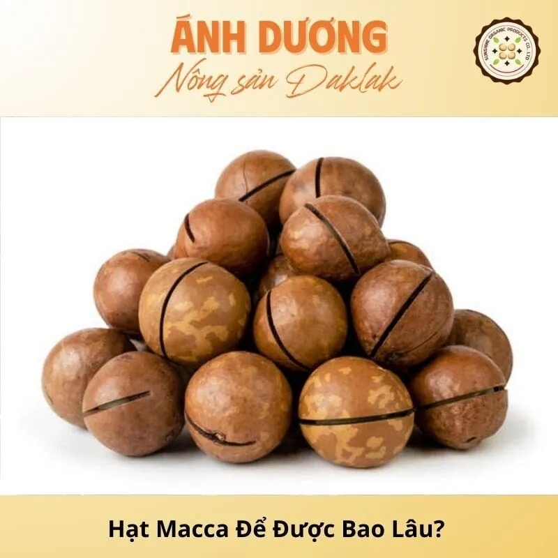Hạt Macca Để Được Bao Lâu? Mẹo Giữ Hạt Macca Tươi Ngon_67b9dd8231943.jpeg