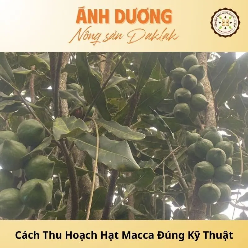 Hướng Dẫn Cách Thu Hoạch Hạt Macca Đúng Kỹ Thuật_67b9deb7ce8d6.jpeg