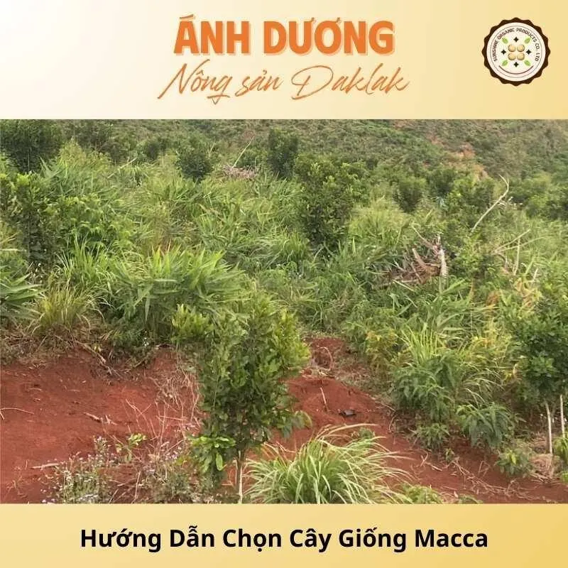 Hướng Dẫn Chọn Cây Giống Macca Đạt Năng Suất Cao_67b9dec1ecc22.jpeg