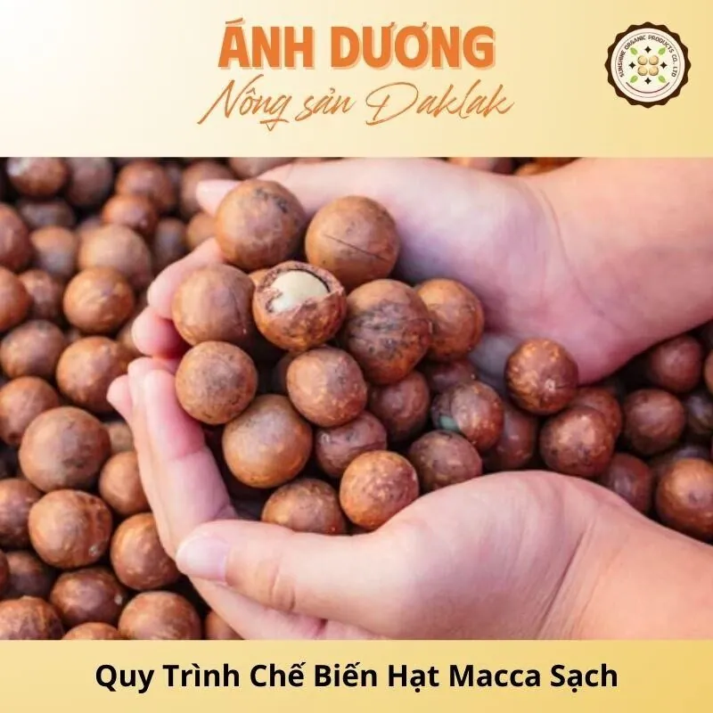 Tìm Hiểu Quy Trình Chế Biến Hạt Macca Sạch_67b9dd8d35e0c.jpeg