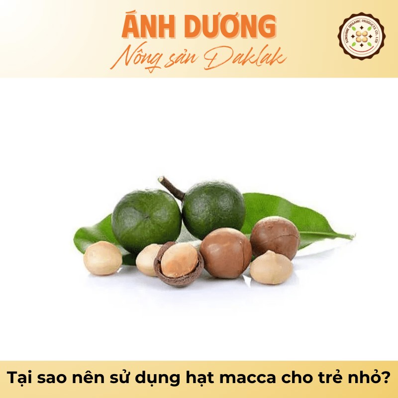 Tại sao nên sử dụng hạt macca cho trẻ nhỏ?