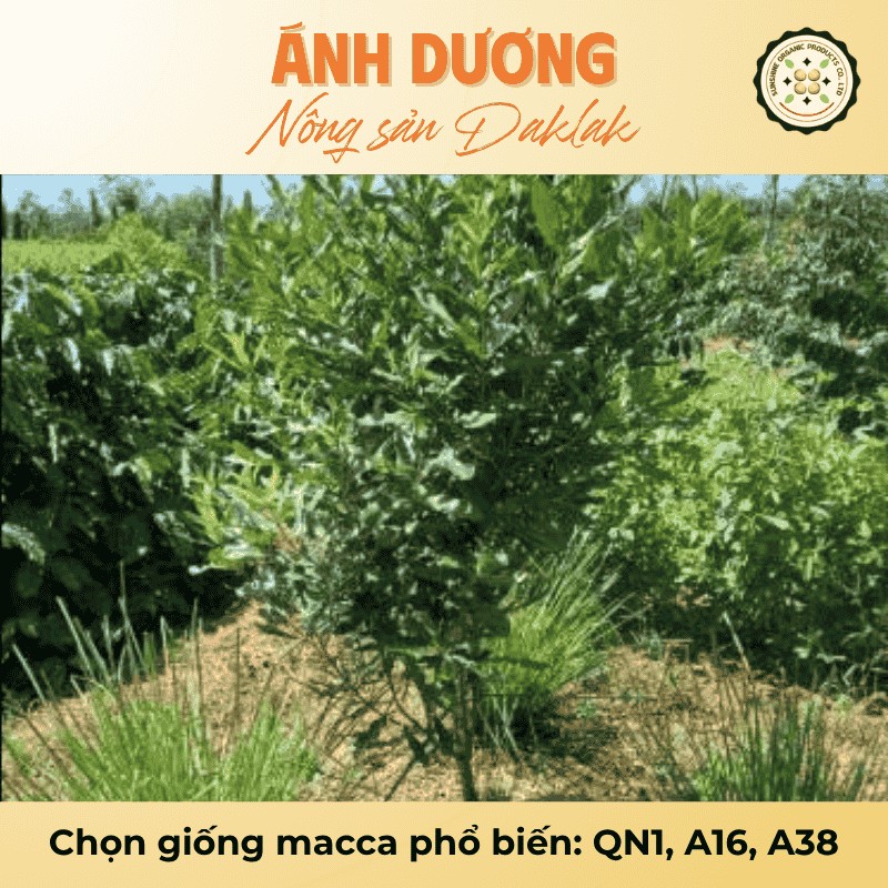 Chọn giống macca phổ biến: QN1, A16, A38