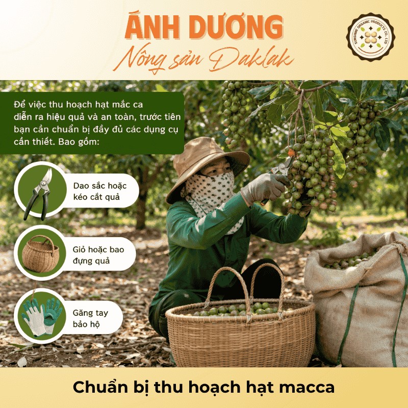 Chuẩn bị thu hoạch hạt macca