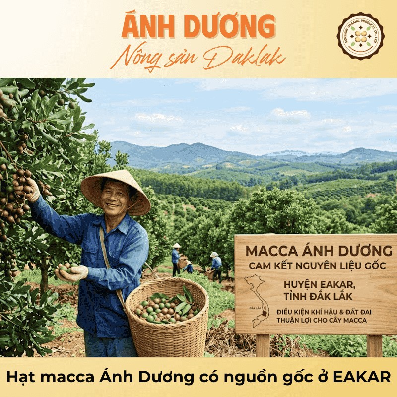 Bí Quyết Chọn Mua Hạt Macca Chất Lượng Đúng Chuẩn 4 Hạt macca Ánh Dương có nguồn gốc ở EAKAR