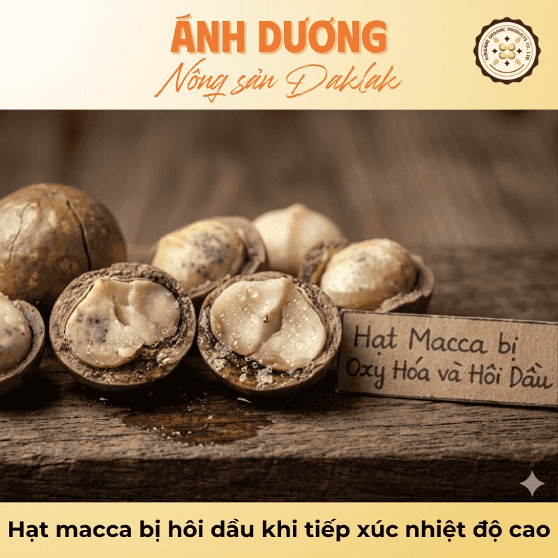 Hướng Dẫn Cách Bảo Quản Hạt Macca Không Bị Hôi Dầu 2 Hạt macca bị hôi dầu khi tiếp xúc nhiệt độ cao