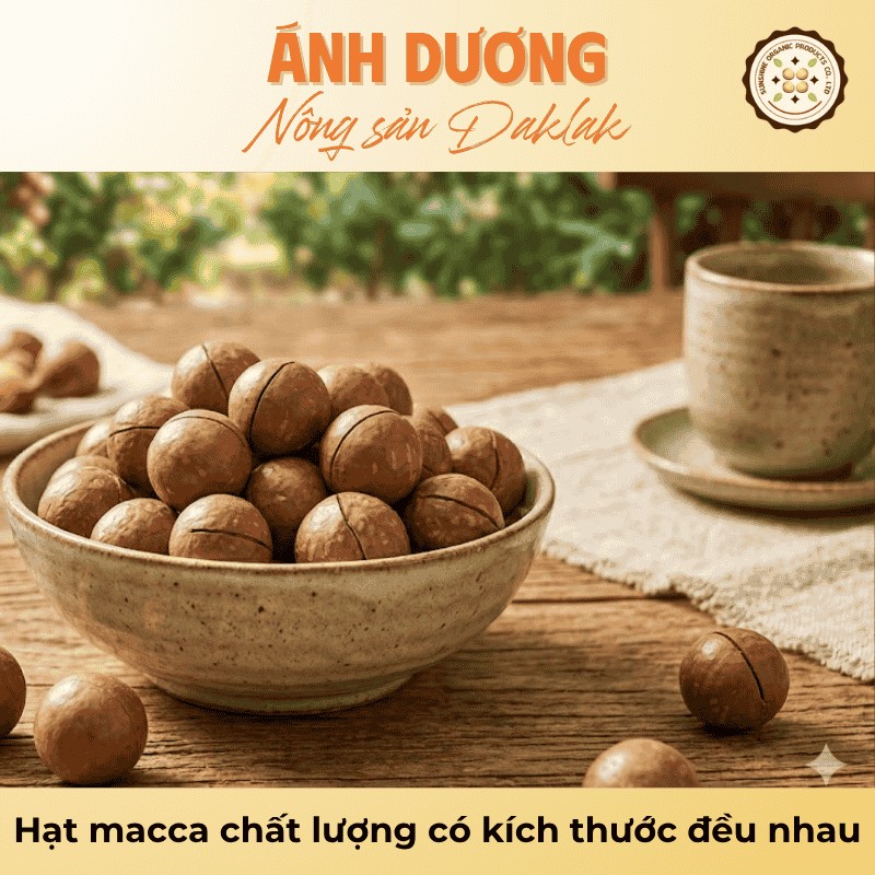 Bí Quyết Chọn Mua Hạt Macca Chất Lượng Đúng Chuẩn 3 Hạt macca chất lượng có kích thước đều nhau