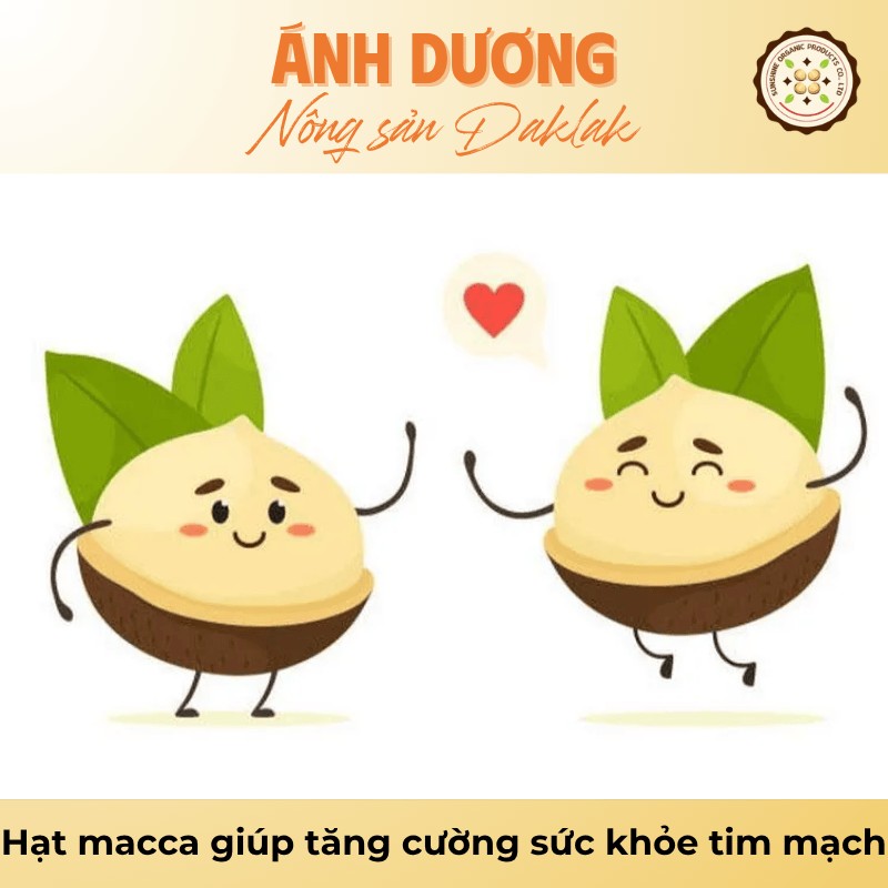 Hạt Macca Có Tác Dụng Gì? Công Dụng Của Hạt Macca 2 Hạt macca giúp tăng cường sức khỏe tim mạch