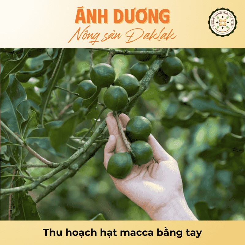 Thu hoạch hạt macca bằng tay