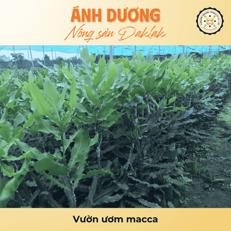 Vườn ươm macca