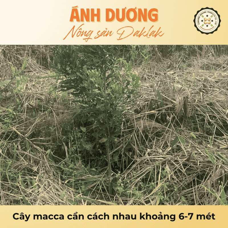 Cây macca cần cách nhau khoảng 6-7 mét