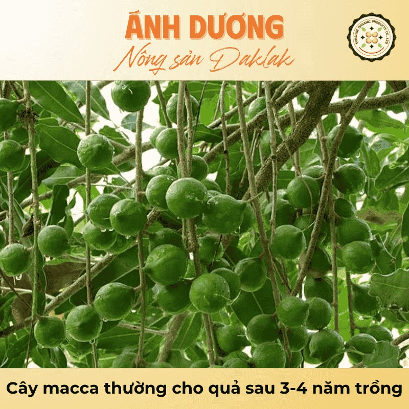 Cây macca thường cho quả sau 3-4 năm trồng