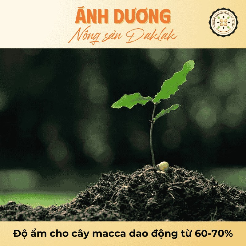 Độ ẩm cho cây macca dao động từ 60-70%