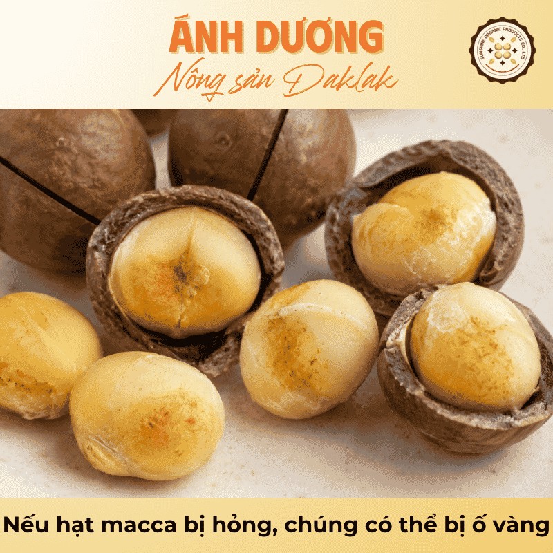 Nếu hạt macca bị hỏng, chúng có thể bị ố vàng