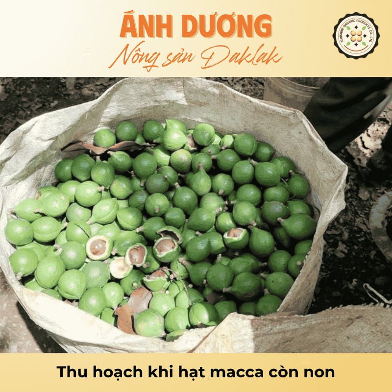 Thu hoạch khi hạt macca còn non