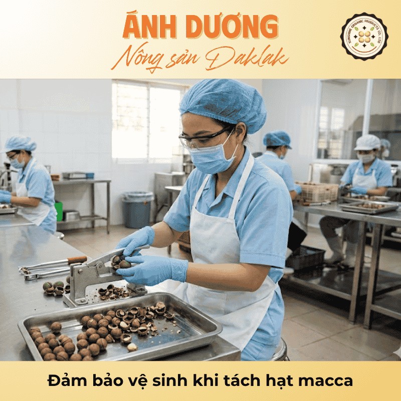 Cách Tách Hạt Macca Tươi, Khô Đơn Giản Tại Nhà 4 Đảm bảo vệ sinh khi tách hạt macca