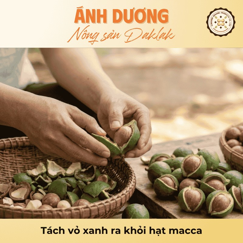 Cách Tách Hạt Macca Tươi, Khô Đơn Giản Tại Nhà 2 Tách vỏ xanh ra khỏi hạt macca
